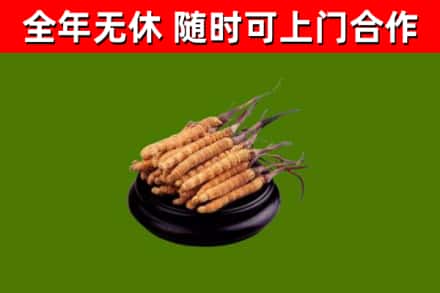 九台回收冬虫夏草