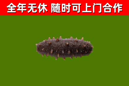 九台回收海参干